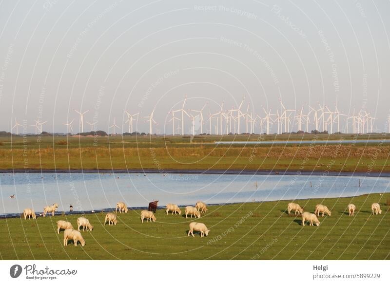 Sheep in the evening sun at Hauke-Haien-Koog, many wind turbines in the background Many Meadow Landscape Water Nature windmills Sky Evening Evening sun Light