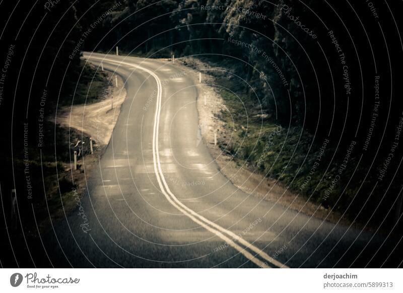 Keep left and follow the road through the large forest area in Tasmania. streets Exterior shot Photography on the outside Outdoors Day Daylight photos woodland