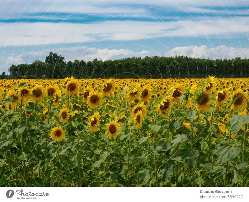 Cascina Tessera, old farm with sunflower fields near Dorno, Lomellina, Italy Europe Lombardy Pavia agriculture color day exterior green landscape nature outdoor