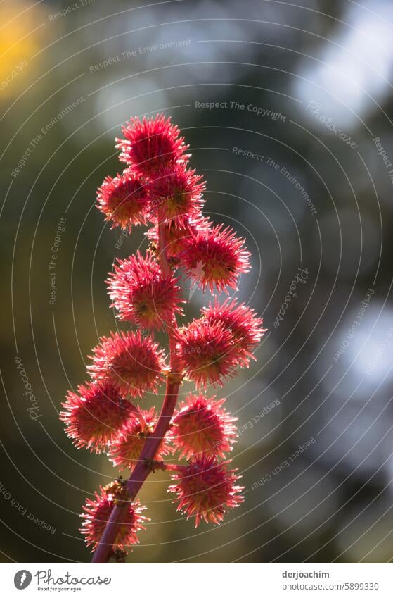 Its beauty is deceptive " Ricinus "- Gmmunis L. The most poisonous plant in the world. Macro (Extreme close-up) Nature Plant Close-up Colour photo Deserted