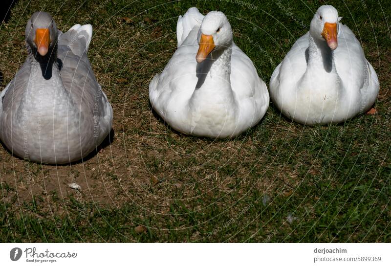 3 geese, we sit here in anticipation. Will we be slaughtered or photographed. Roasted goose Farm animal Animal White Bird Animal portrait Day Exterior shot