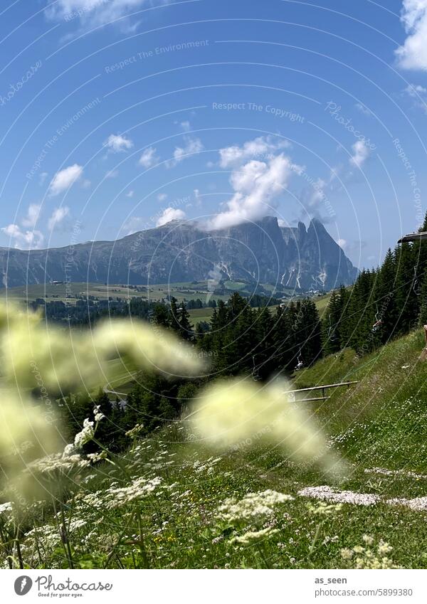 Alpe di Siusi with a view of the Sciliar Seiser Alm Schlern Alps Tyrol Italy South Tyrol Forest Meadow Mountain Nature Landscape Exterior shot Colour photo