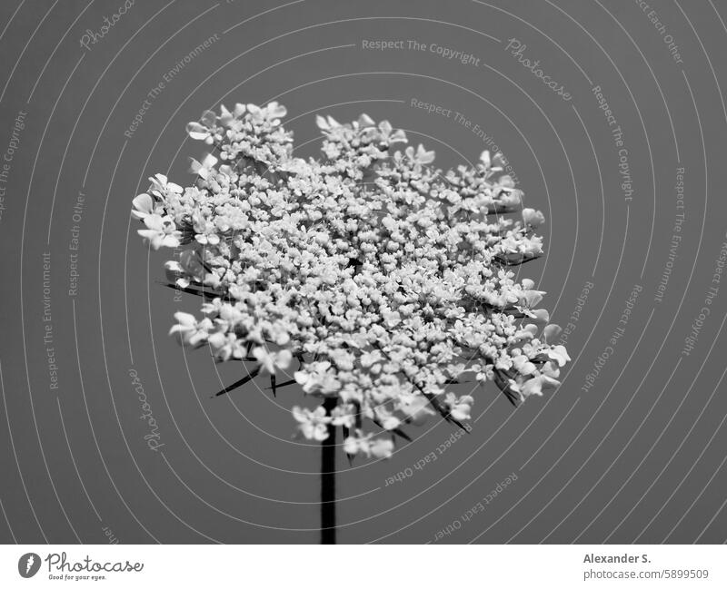 Flowering of a wild carrot bloom Wild carrot Wild carrot blossom Plant Blossom Nature Wild plant meadow plant Meadow flower Summer silhuette Blossoming White