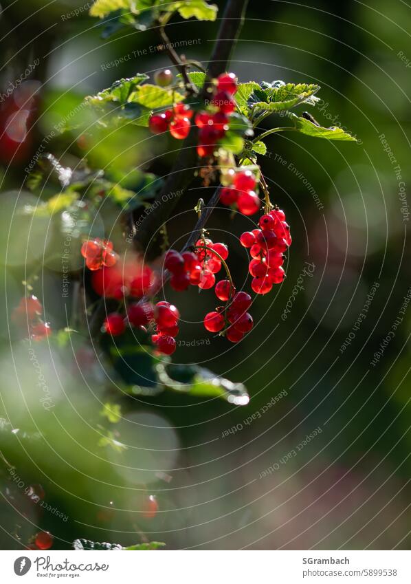 Currants in the morning sun with bokeh Redcurrant Berries Fruit Food Fresh Delicious cute Healthy Summer Organic produce Nutrition Vitamin Fruity naturally