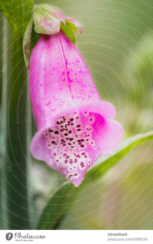 Pink foxglove flower with raindrops Thimble Poisonous plant Forest flower Wild plant nature conservation Nature reserve Exterior shot Summer Colour photo