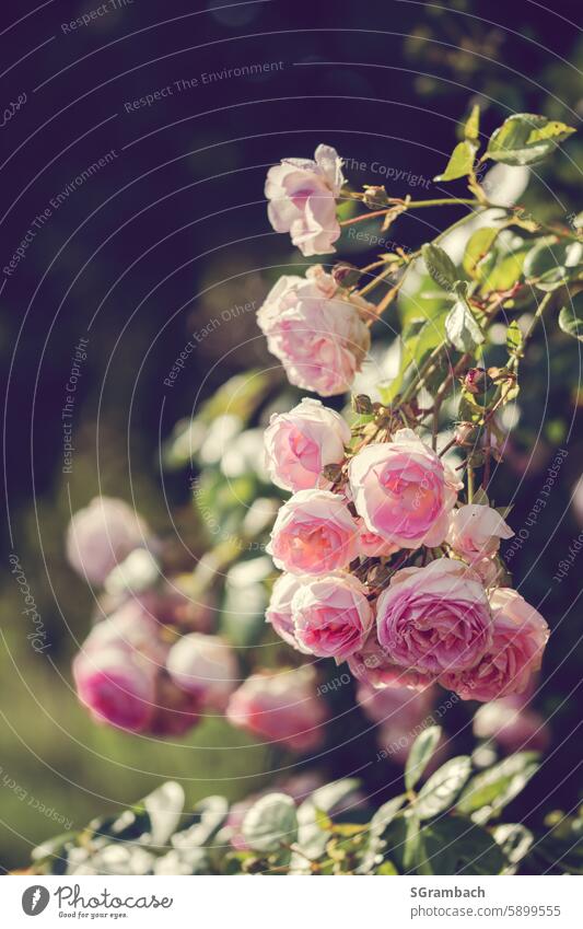 hanging roses in the sunlight, pink rose bush, vintage mood romantic Romance Rose blossom Pink Blossoming Garden Summer Rose leaves Fragrance