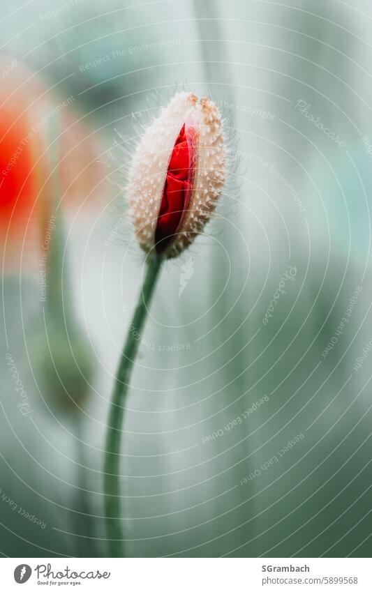 Opening single poppy flower Poppy Poppy blossom Flower Corn poppy red poppy Nature Red Shallow depth of field Exterior shot Idyll Intensive Blossom Plant