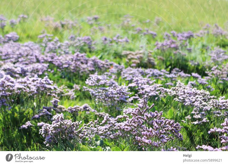 Hallig Gröde | Sand lilacs on the salt marsh Marsh rosemary Halligflieder Sea lavender Limonium vulgare half shrub reverberant North Frisland Schleswig-Holstein