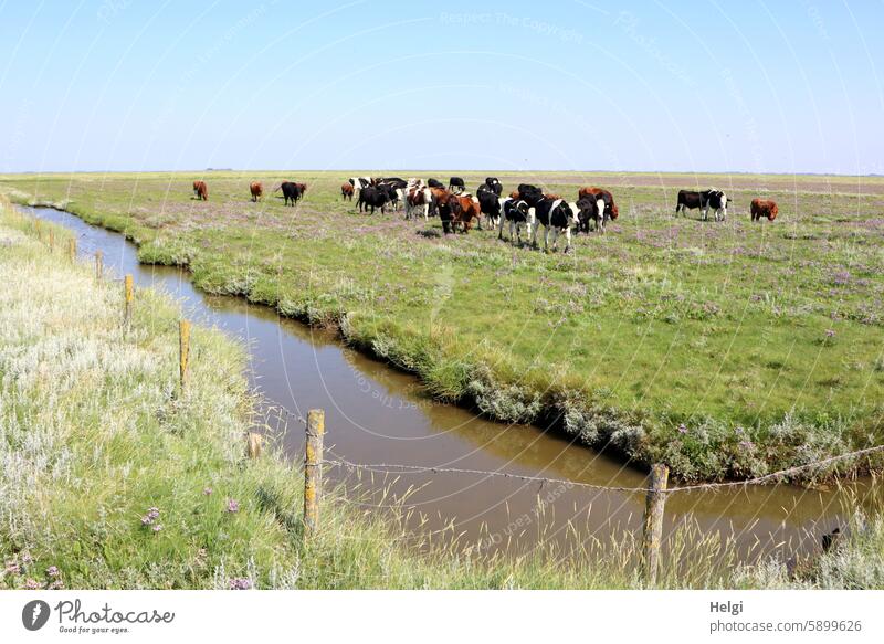 Hallig Gröde | Cattle on the salt marshes Animal Herd Herd of cattle Meadow Salt meadow reverberant Water Tideway Fence Fence post demarcation Sky Summer