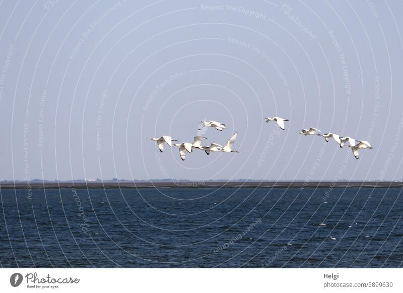 Hallig Gröde | Flying spoonbills over the North Sea White spoonbill Bird Flock of birds Sky Ocean Water Nature Exterior shot Animal Wild animal