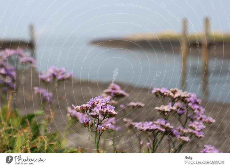 Hallig Gröde | blooming sea lilacs at the jetty Marsh rosemary Halligflieder Sea lavender inflorescence Close-up blossom Summer Water reverberant North Sea