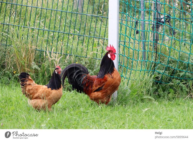 Hallig Gröde | proud cock and his hen Rooster Animal Bird Pronghorn pedigree chicken Meadow Grass Fence Farm animal reverberant Freedom Nature Exterior shot