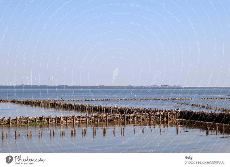 Hallig Gröde | Lahnungen on the edge of the Hallig shore protection system wooden peg rows shrub cut shore area Ocean North Sea Mud flats reverberant