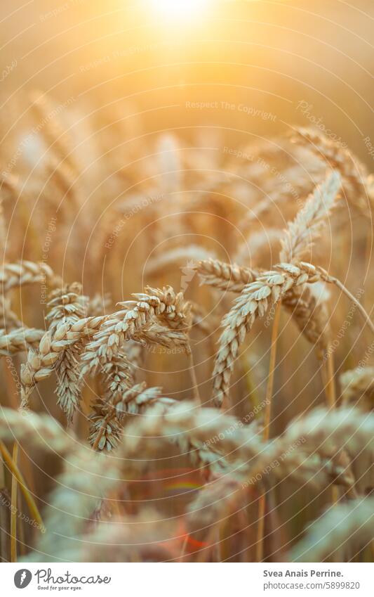 Cereals in the sun Grain Wheat Wheatfield Wheat ear bokeh Sunlight Sunset sun reflection Nature naturally Close-up Nature reserve Sunsets Light Back-light