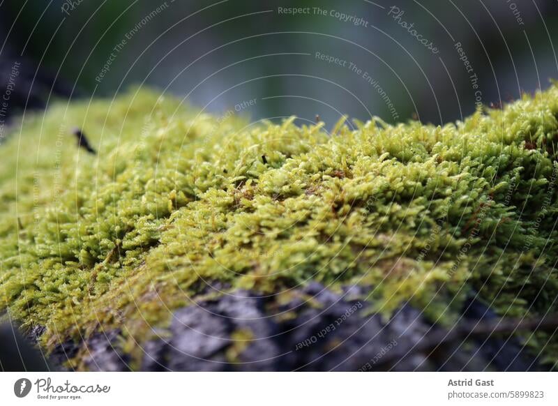 Close-up of moss on a tree trunk Moss plants Tree trunk Wood wax proliferate Damp Wet Evening in the evening Light Green Small Near macro