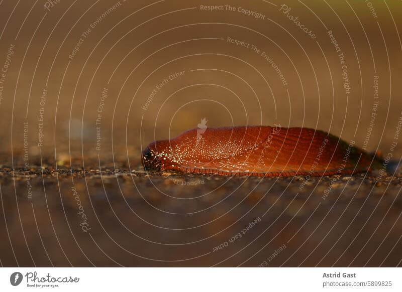 Close-up of a large red snail in the evening light Street Crumpet Slug Red red slug creep Mucus Evening Sun Evening sun Light Sunlight Tar Asphalt