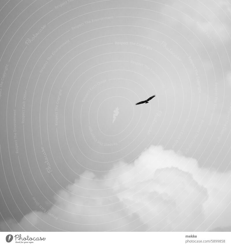 Circling with the clouds bird of prey Gliding flight Glider flight Sailing Nature reserve White-tailed eagle Lookout Wilderness birdwatching Bird in flight Span