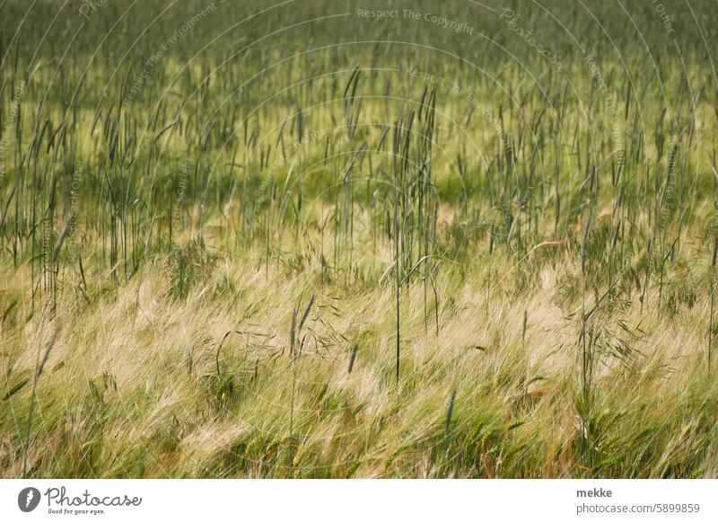 Grain in grain Field Grain field Barley Rye Summer Cornfield Distributed Wild Muddled Nature Environment naturally Agriculture Dry Mature mixed Mixed Sun warm