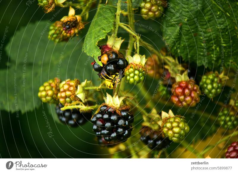 Blackberries with wasp Branch blossom Blossom Twilight Relaxation awakening holidays Garden allotment Garden allotments Deserted neighbourhood Nature Plant