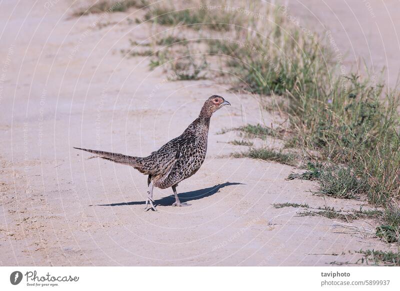 female common pheasant on rural road adult animal background beautiful bird birding birdwatching brown colchicus colorful colourful country dirty fauna feather