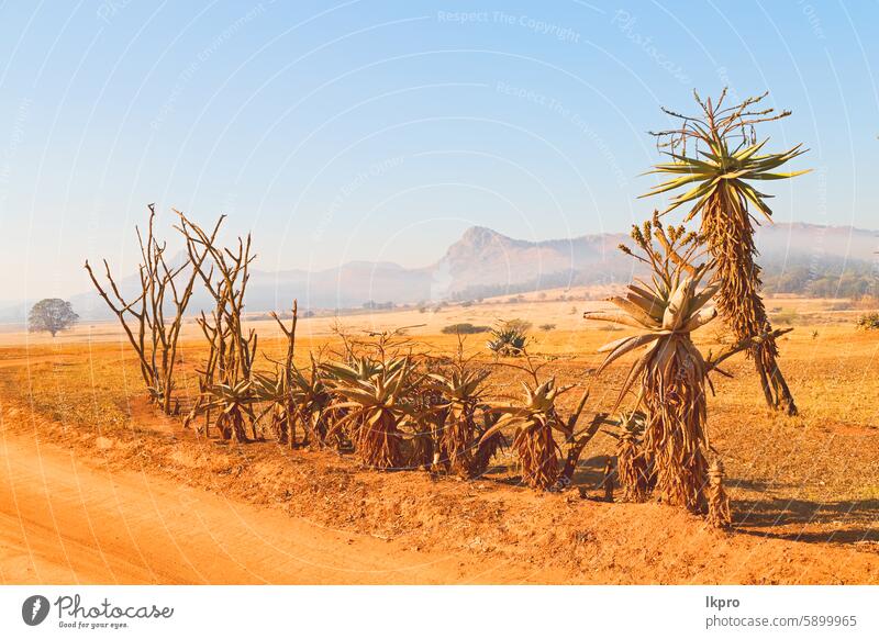 in swaziland   wildlife  nature  reserve africa grass sky field mountain savanna landscape park tree black dirty acacia serengeti cloud view south national