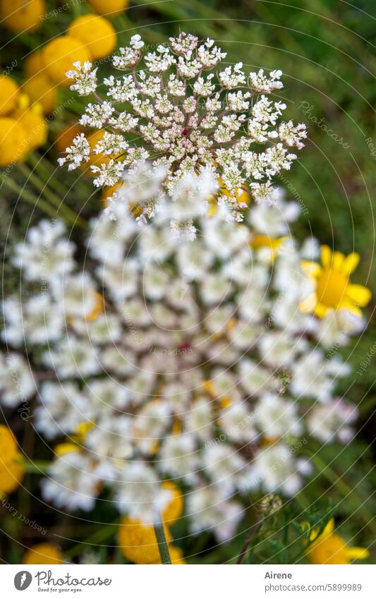 You often only recognize wild carrots at second glance Wild carrot blurred Shallow depth of field Blossom Umbelliferous umbel Close-up Wild plant White Round