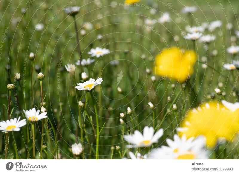 it was beautiful Flower meadow marguerites Nature Shallow depth of field Meadow Delicate daisy meadow blurriness wild flowers Green Grass Wild plant Summer