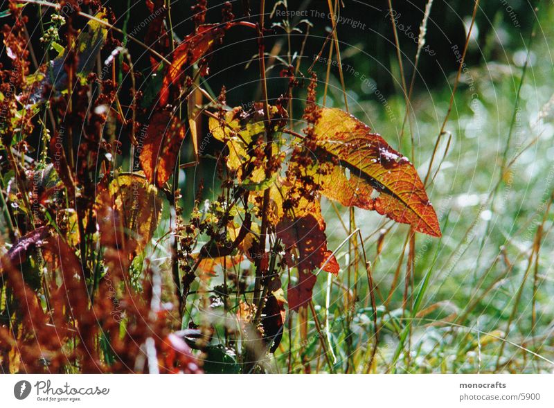 autumn Autumn Leaf Nature Beautiful weather