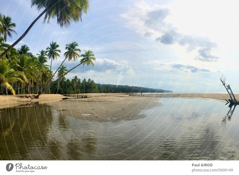 Beautiful beach and coconut tree at Playa Coson, Dominican Republic sea tropical ocean sky sand palm playa coson dominican republic landscape nature paradise