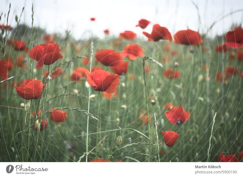 Corn poppy in a cornfield with red petals. Red splashes of color in green surroundings Summer flower summer day soft nature red poppy plant grass summer flowers