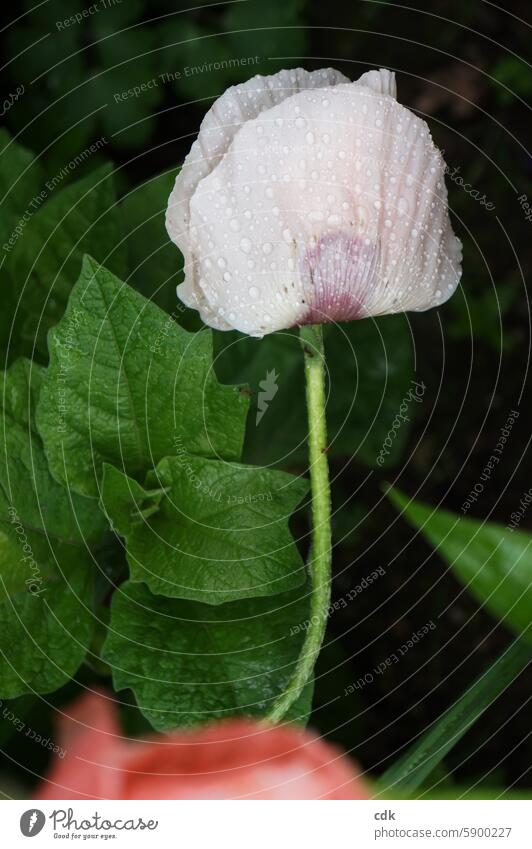 Poppy seed day - very delicate. Flower Poppy blossom pale pink petals Blossom heyday Spring Nature Summer Deserted poppy flower Environment pretty Plant