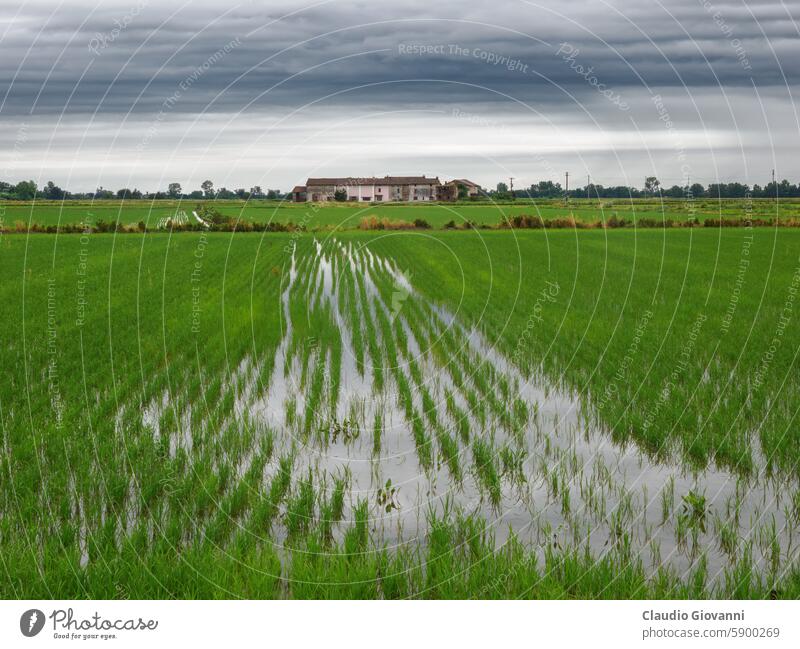 Rural landscape near Cerano, Novara, Italy Europe Piedmont agriculture color country day exterior farm field green nature outdoor photography plant rice road