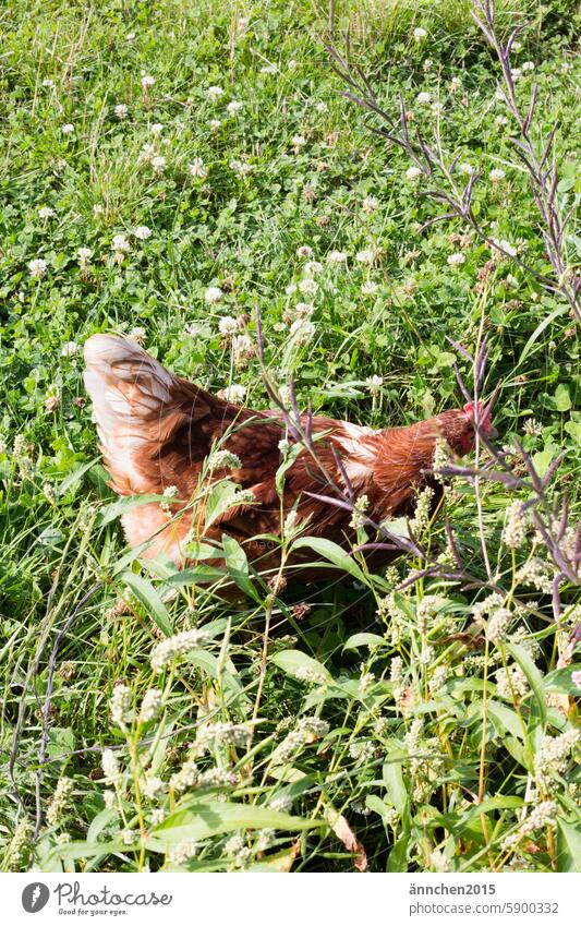 A chicken hiding in the tall grass Grass Meadow Farm Country life Nature Farm animal Poultry Barn fowl Free-range rearing naturally Free-roaming Animal