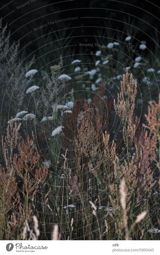 Grasses at dusk | sorrel, wild carrot and mugwort. grasses wild plants Wild naturally Wild plant Meadow Environment Plant Nature Summer Exterior shot Sunlight