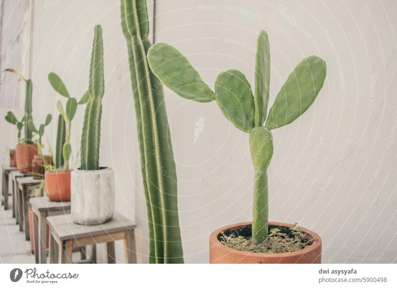 Cactus plants that adorn the rooftop cactus plant succulent Plant plant background cactus background