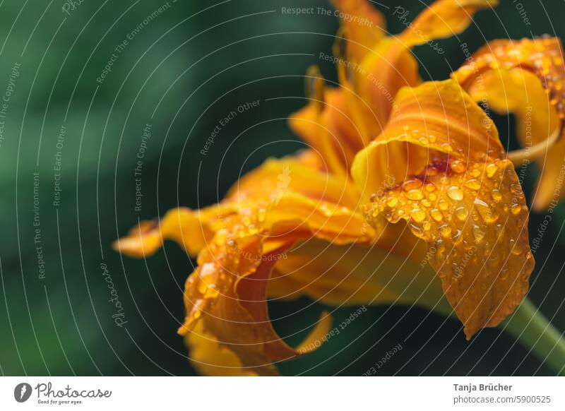 Raindrops on a daylily raindrops Daylily Orange Yellow Green Drop Lily blossom floral Flower Summer Garden petals after the rain Wet garden plant