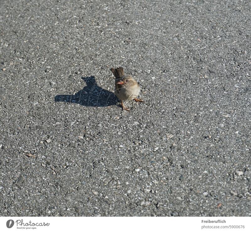 A sparrow sits on the asphalt Bird Asphalt Animal Nature Close-up Animal portrait Beak Color photo Grand piano Feather Environment Day Animal face Deserted