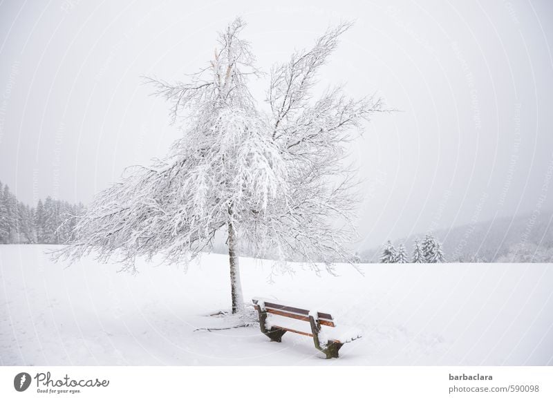First 2014 | At 1000 m altitude Landscape Sky Winter Snow Tree Forest Black Forest Bench Fresh Bright Cold White Moody Joy Calm Esthetic Bizarre Loneliness