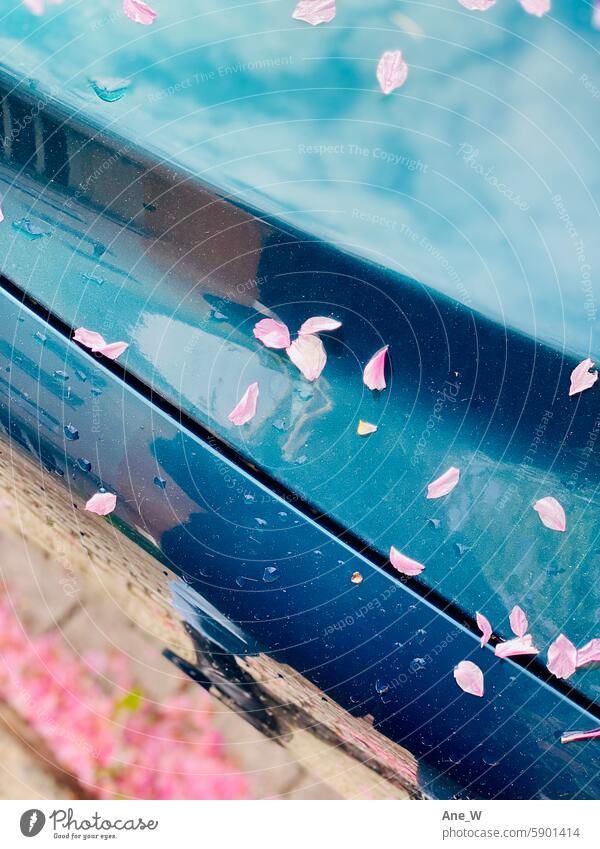 Close up of pink tree blossoms on a blue car petals cherry blossom Pink Blue reflection Season Spring raindrops Detail Close-up detail Weather Sun Rain Sky