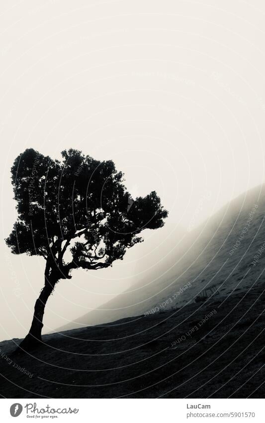 tilted position Tree slanting obliquely Fog foggy somber Eerie Hill mountain slope Slope Nature Landscape Mystic Moody Misty atmosphere Mysterious Shroud of fog