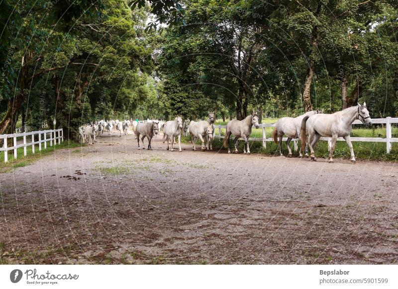 Lipica horse, breed horses, slovenia, europe mammal white meadow purebred dressage riding stable domestic equestrian lipica freedom ranch stallion pasture