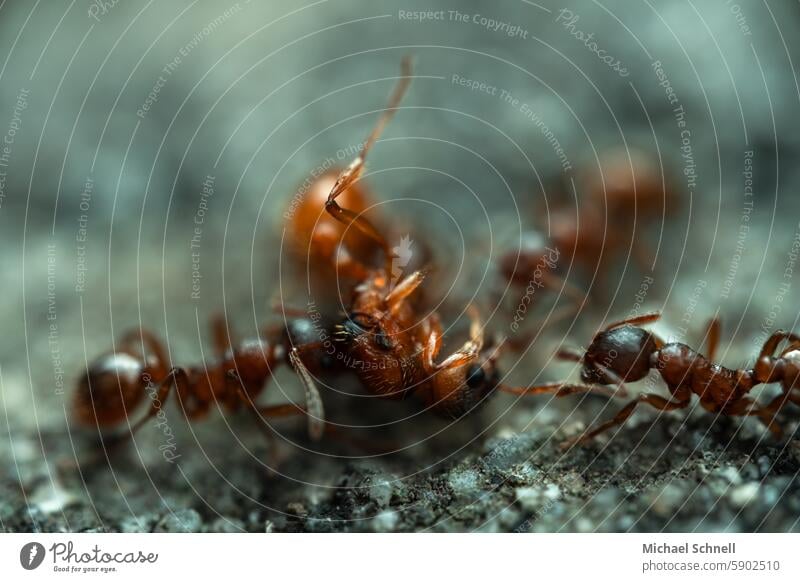 Fight against an alien ant ants battle Nature Force Close-up Aggression for life and death Intruder