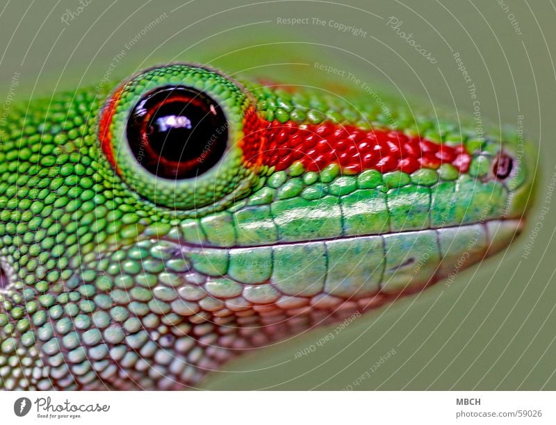 Smaller times bigger Gecko Green Red Pattern Snout Near Brown Pupil Animal Macro (Extreme close-up) Eyes Looking into the camera Animal face Animal portrait