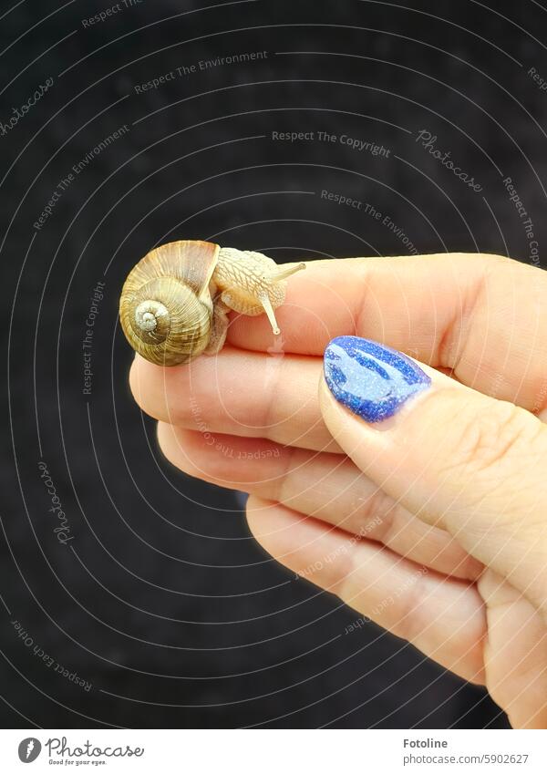 Snail rescue operation! escargot Crumpet Snail shell Animal Feeler Close-up Brown Small Slimy Shallow depth of field Mollusk Fingers Fingernail fingernails