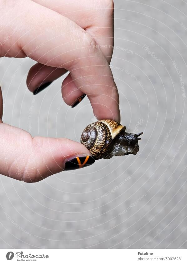 Snail rescue operation II ! escargot Crumpet Snail shell Animal Feeler Close-up Brown Small Slimy Shallow depth of field Mollusk Fingers Fingernail fingernails