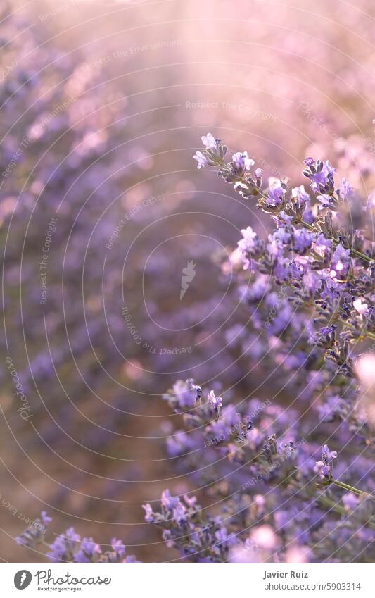 selective focus of lavender flowers with backlighting at the sunset, lavender textured background, copy space purple Brihuega provence aroma aromatic violet