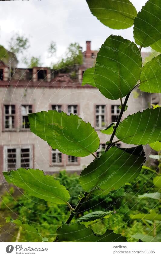 The ravages of time .....  | Beelitz Building Old Decline inspire Sanatoriums