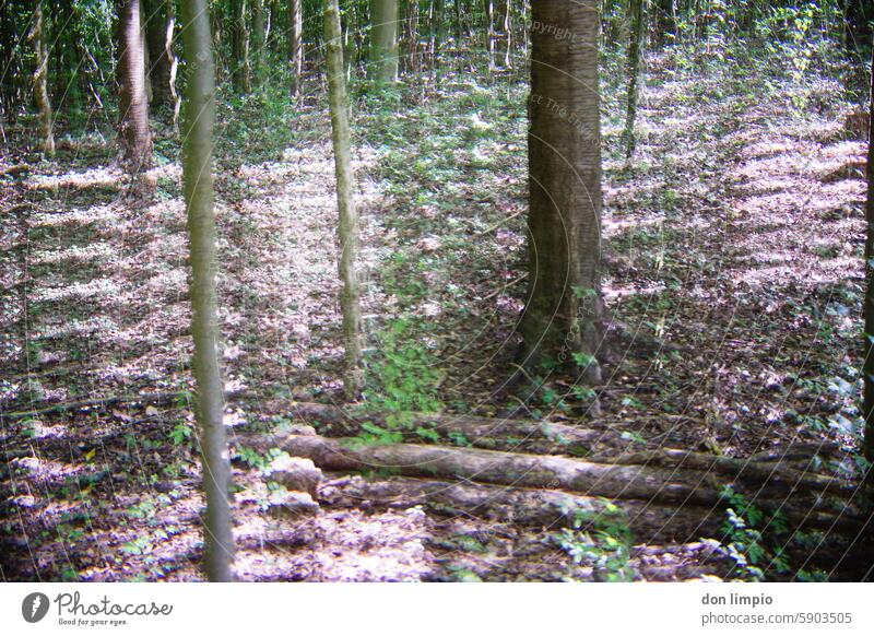 Forest, shredded Nature trees Environment Woodground Exterior shot Tree Tree trunk Day Colour photo Deserted Clearing Plant