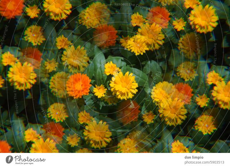 marigolds Marigold Blossom Flower Plant Yellow Medicinal plant Exterior shot Deserted Orange Alternative medicine Blossoming Shallow depth of field Nature