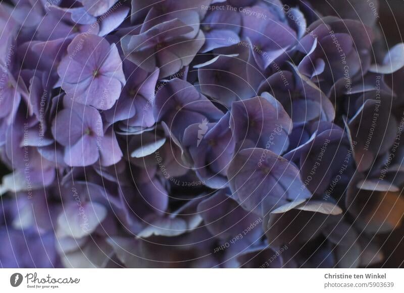 Purple hydrangea blossoms for World Photography Day Hydrangea blossom Blossom Close-up Shallow depth of field Favorite flower blurriness Farmer hydrangea